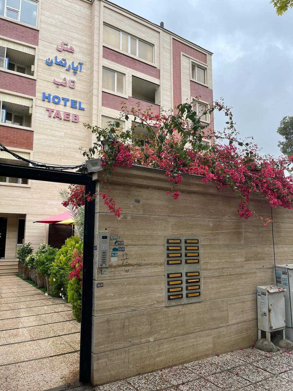 تائب